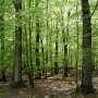 В Алуште незаконно распорядились 7 га леса