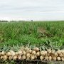 В Крыму активно развивается фермерство