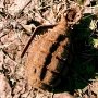 В ялтинском лесу грибники нашли гранату