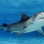 У крымских берегов поселилась тигровая акула?