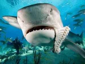 Яйцо тигровой акулы в Крыму — околонаучный бред
