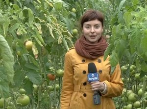 В селе Садовое Нижнегорского района выбирали самый крупный помидор