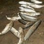В Крыму браконьер наловил пиленгаса на 11 тыс. гривен.