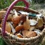 Две девушки в Керчи отравились грибами, собранными родственниками