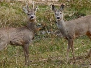 Сезон охоты на диких парнокопытных начинается в Крыму