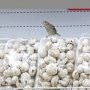 Супермаркет Симферополя атакуют голодные птицы
