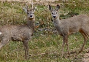 В Крыму начинается сезон охоты на крупных животных