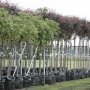 В Евпатории высадят 5 тыс. молодых деревьев