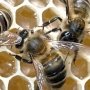 Крымчанин будет жить с 40 миллионами пчел