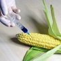 В Украине желают разрешить выращивать ГМО-культуры