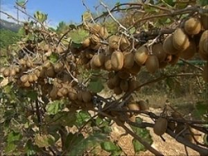 В Крыму в разгаре сбор урожая киви