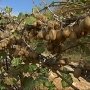В Крыму начался сбор урожая киви