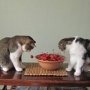 Кошкам плохо, когда их гладят?