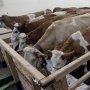 На трассе в Крыму грузовик с коровами столкнулся со столбом