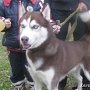 В Керчи прошёл чемпионат Крыма между собак