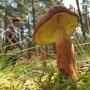 В Кировском районе грибник заблудился в лесу