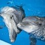 У собственника алуштинского дельфинария «Немо» изъяли всех морских животных