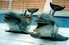 Дельфинарий в Алуште лишился животных