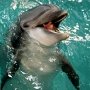 Дельфинов и котиков лишился дельфинарий в Крыму