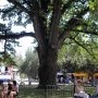 Симферопольские власти препятствуют сохранению уникальных деревьев — экологи