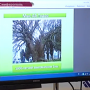В Крыму провели перепись уникальных и мемориальных деревьев
