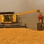 В Крыму собрали 842 тыс. тонн зерновых и масличных культур