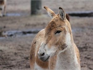 Крымские степи заселяют сайгаками и куланами