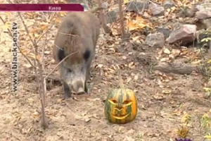 В Киевском зоопарке на Хэллоуин животным подарили праздничные тыквы с едой