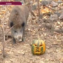 В Киевском зоопарке на Хэллоуин животным подарили праздничные тыквы с едой