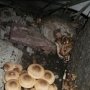Греби грибы! Под пальмой