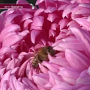 В Никитском ботаническом саду провели юбилейный бал хризантем