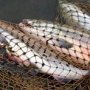 В Сакском районе задержали рыболова-нарушителя