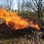 Крымчан призывают не сжигать опавшие листья