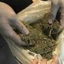 Пограничники изъяли на востоке Крыма почти три килограмма марихуаны