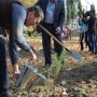 В Алуште высадили новые деревья
