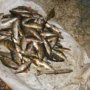 Браконьеры в Крыму наловили рыбы на 13 тыс. гривен.