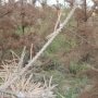 Лесники высадили на севере Крыма «мертвый лес»