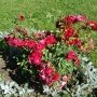 Вдоль набережной в Феодосии высадят розы