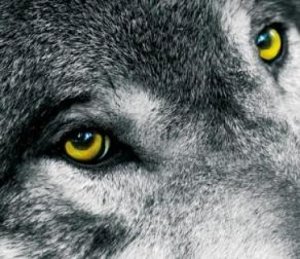 В Красноперекопске в подъезде нашли волка