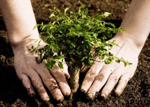 Каждый крымчанин может сделать доброе дело, посадив дерево