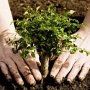 Каждый крымчанин может сделать доброе дело, посадив дерево