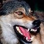 В подъезде крымской многоэтажки нашли волка