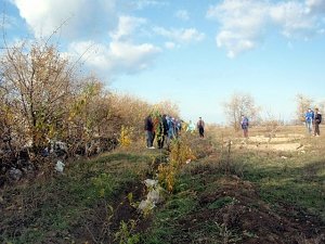 В Крыму на дорогах отлавливают водителей для посадки деревьев