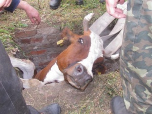 Крымские коровы продолжают падать в колодцы и застревать в стенах