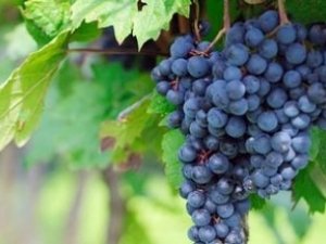 «Массандра» дает каждую 4-ю тонну столового винограда страны