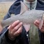 Браконьер ловил в Крыму краснокнижную рыбу