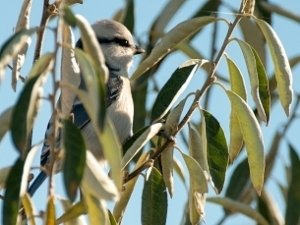 В Крым прилетела птичка из XIX века