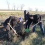 За неделю экологической акции в Крыму высажено 4,5 тыс. деревьев