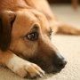 Пострадавшую в Крыму собаку спасали впятером