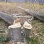 Сотрудники лесничества в Крыму незаконно уничтожили 200 деревьев